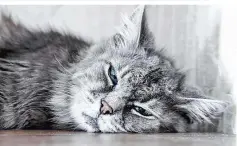  ??  ?? Kurzes Leben: Einige virale Erkrankung­en enden bei Katzen tödlich
