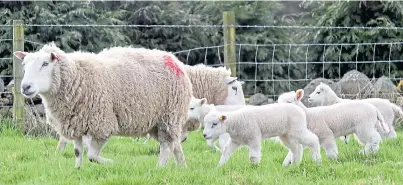  ??  ?? NEW ARRIVALS: This is a busy time of year for many farmers with the new crop of spring lambs on the way