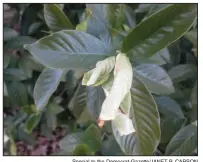  ?? Special to the Democrat-Gazette/JANET B. CARSON ?? This gardenia has been nipped by frost.