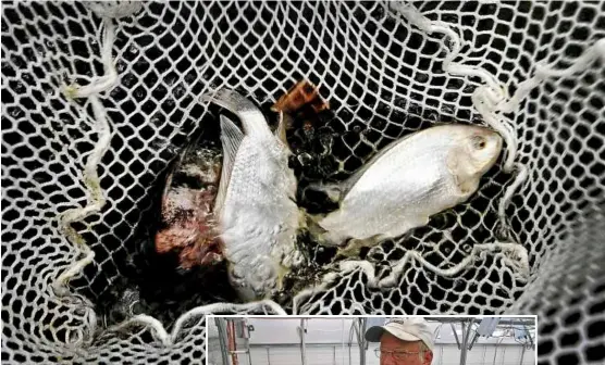  ??  ?? Integrated farming: John Morris practises aquaponics at his farm in Virginia, the united States — the wastewater from his tilapia fish ponds fertilises his crops. — MCT