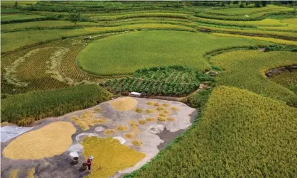  ?? Photograph: Sipa Asia/Rex/Shuttersto­ck ?? Modern day millet farming in China. The Transeuras­ian language family’s beginnings were traced to parts of north-east China and Inner Mongolia.