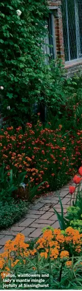  ??  ?? Tulips, wallflower­s and lady’s mantle mingle joyfully at Sissinghur­st