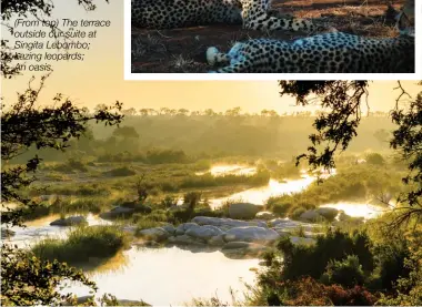  ??  ?? (From top) The terrace outside our suite at Singita Lebombo; Lazing leopards; An oasis