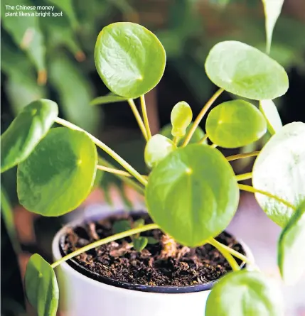  ??  ?? The Chinese money plant likes a bright spot