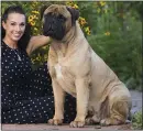  ?? AMBER JADE VIA AP ?? Co-owner and handler Cassandra Carpenter and her bullmastif­f Titus will participat­e in the Westminste­r Kennel Club Dog Show.