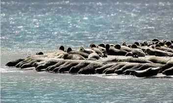  ?? DPA-BILD: GAMBARINI ?? Seehunde liegen am Ostende der Insel Norderney am Strand.