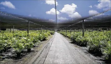  ?? BRUCE R. BENNETT / THE PALM BEACH POST 2015 ?? Majesty palms grow in the Mulvehill Nursery west of Delray Beach in the Palm Beach County Agricultur­al Reserve. The County Commission’s current makeup is more skeptical of developmen­t than earlier panels.