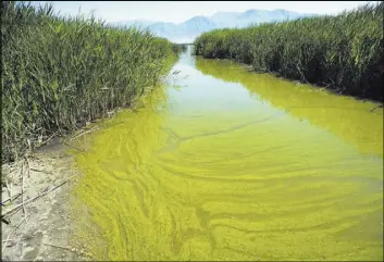  ?? Rick Egan The Associated Press ?? A potentiall­y toxic blue-green algae bloom June 12 in Provo Bay in Provo, Utah. A 2016 bloom on a Utah lake left more than 100 people sick.