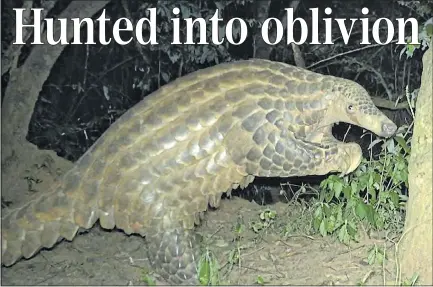  ??  ?? NIGHT OF SHINING ARMOUR: Conservati­onists at Chester Zoo captured this unique shot of a giant pangolin