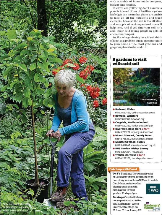  ??  ?? Carol preparing the soil for planting a magnolia, which thrive in acid soil