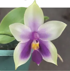 Minifalenópsis-perfumada (Phalaenopsis violacea) - PressReader