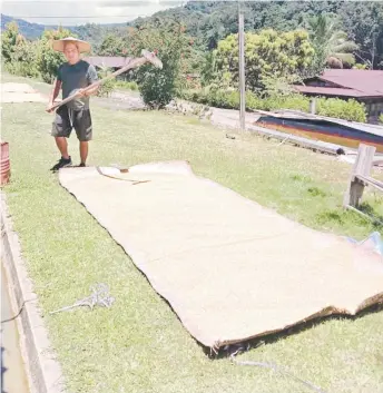  ??  ?? Oliver dries last year’s paddy under the sun to be milled into rice later.