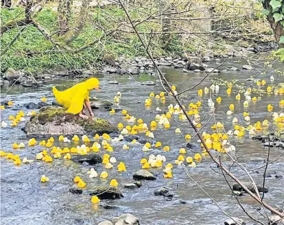  ?? ?? Quackers The duck race