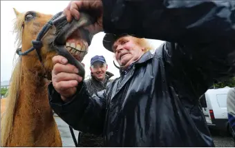  ?? Photo by Valerie O’Sullivan ?? Full Set: Tommy ‘Johnny Boy’ Driscoll, from Bandon, checks out Valentia Island’s Joe Daly’s stock at the Annual Kenmare Fair Day.