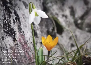  ??  ?? Beyaz boğaz kardeleni (Galanthus plicatus) ve sarı Ankara çiğdemi (Crocus ancyrensis)