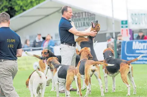  ?? ?? LAPPING IT UP: Come to Perth where the GWCT Scottish Game Fair promises a grand day out – or three.