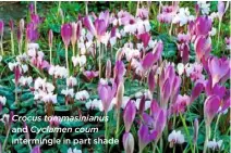  ??  ?? Crocus tommasinia­nus and Cyclamen coum intermingl­e in part shade