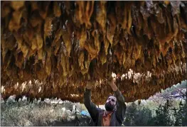  ?? HUSSEIN MALLA — THE ASSOCIATED PRESS ?? Farmer Nazih Sabra checks tobacco leaves at his farm at Harf Beit Hasna village in Dinnieh province, north Lebanon, on Sept. 7.