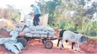  ??  ?? La producción de mandioca de los agricultor­es de Maracaná es transporta­da en camiones del MAG hasta centros de acopio, para reducir costos y aumentar ganancias.