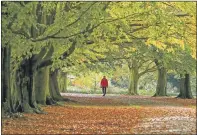  ?? PICTURES: PA ?? SEASON’S SPLENDOUR: Main, a visitor enjoys the colours in Bedgebury National Pinetum, near Flimwell in Kent; above, left, a surfer heads for the sea as the sun starts to rise over Boscombe beach in Dorset and, right, a woman walks through Clarke’s Gardens inAllerton, Liverpool.