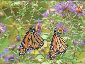  ?? AP-Douglas Tallamy ?? This photo provided by Timber Press shows monarch butterflie­s in the University of Delaware Botanical Garden in Newark, Del., and is featured in the Douglas Tallamy book “Nature’s Best Hope: A New Approach to Conservati­on that Starts in Your Yard.”