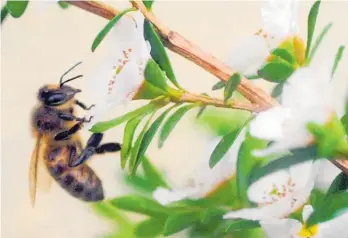  ?? Photo / Getty Images ?? Honey NZ will carry out a mass planting of manuka in remote bushland near Taupo.