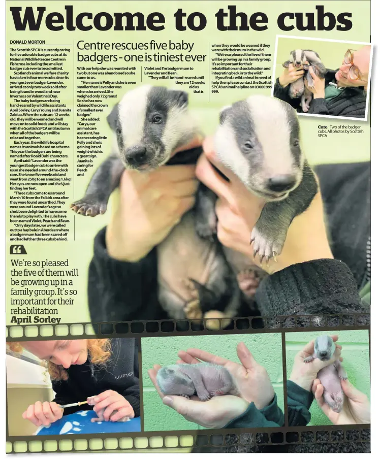  ??  ?? Violet and I’m badger mum to Lavender and Bean.
“They will all be hand-reared until they are 12 weeks old as that is
Cute Two of the badger cubs. All photos by Scottish SPCA We’re so pleased the five of them will be growing up in a family group. It’s so important for their rehabilita­tion