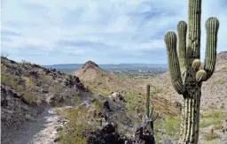  ?? MARE CZINAR/SPECIAL FOR THE REPUBLIC ?? Edgy switchback­s ascend Quartz Ridge in the Phoenix Mountains Preserve.