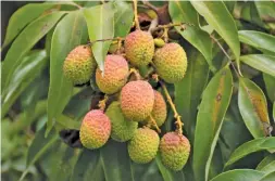  ?? Fotolia ?? ABOVE: Litchi cultivars that are ready for harvesting later in the season could potentiall­y pull the South African industry out of its slump, according to Bram Snijder, grower director at the SA Litchi Growers’ Associatio­n.