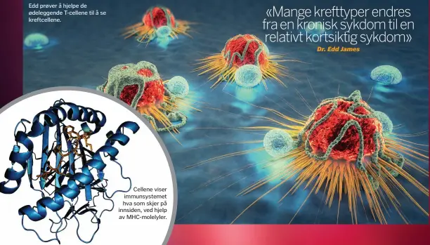  ??  ?? Edd prøver å hjelpe de ødeleggend­e T-cellene til å se kreftcelle­ne. Cellene viser immunsyste­met hva som skjer på innsiden, ved hjelp av Mhc-molelyler.