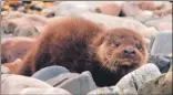  ?? Photograph: IOSF ?? An Eurasian otter cub (Lutra lutra).