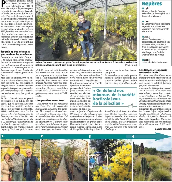  ?? (Photo A. M.) (Photos DR et doc. Var-matin) ?? Julien Cavatore comme son père Gérard avant lui est le seul en France à détenir la collection nationale d’acacias dont sont issus les mimosas.      : Passionnés et collection­neurs de multiples variétés de mimosas pour la diversité de...