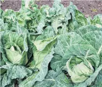  ?? PHOTO: GILLIAN VINE ?? Heads up for spring . . . Cabbages and cauliflowe­rs can be planted now for spring harvests.