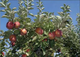  ?? PHOTO BY EMILY RYAN ?? Lewis Barnard calls Stayman “a heritage apple that is still a today apple.”