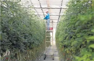  ?? | J.ALONSO ?? Los agricultor­es podrán acceder a diario a imágenes de biomasa de alta calidad.