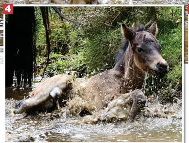  ??  ?? I think I’m done Mum: After a last splash, the foal begins to get to his feet