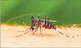  ?? ?? AEDES. Evitar todo tipo de reservorio de agua es clave para la prevención.