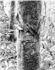  ??  ?? A gaharu tree inside the conservati­on area being marked by illegal gaharu collectors.