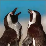  ??  ?? Jackass penguins: linguistic conformist­s
