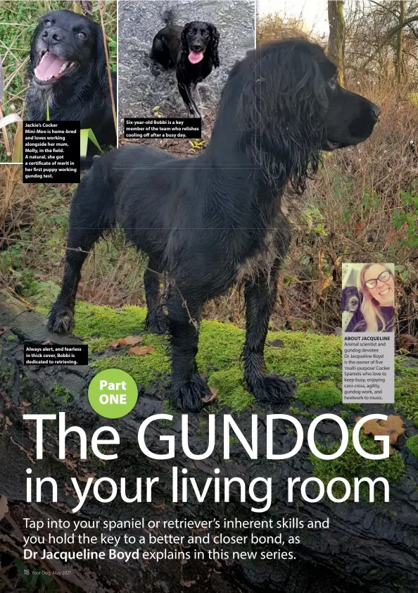  ??  ?? Jackie’s Cocker Mini-Moo is home-bred and loves working alongside her mum, Molly, in the field. A natural, she got a certificat­e of merit in her first puppy working gundog test.
Always alert, and fearless in thick cover, Bobbi is dedicated to retrieving.
Six-year-old Bobbi is a key member of the team who relishes cooling off after a busy day.