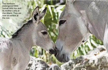  ?? Zoo Miami ?? The newborn endangered Wild Somali Wild Ass and its mother Lisha at Zoo Miami. They are now on exhibit at the zoo.