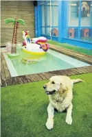  ??  ?? There’s room for a pooch pool party.