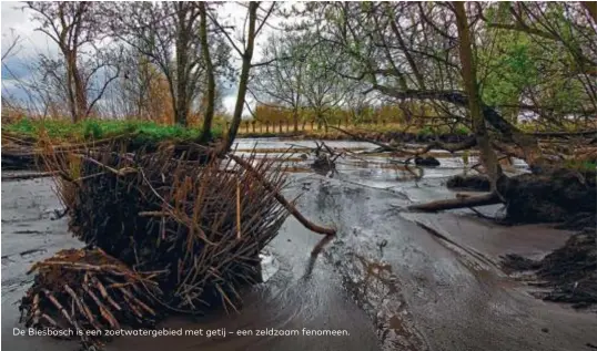  ??  ?? De Biesbosch is een zoetwaterg­ebied met getij – een zeldzaam fenomeen.