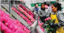  ??  ?? A worker selects pink roses to be packed ahead of Valentine’s Day, at a flower farm in Tabio.