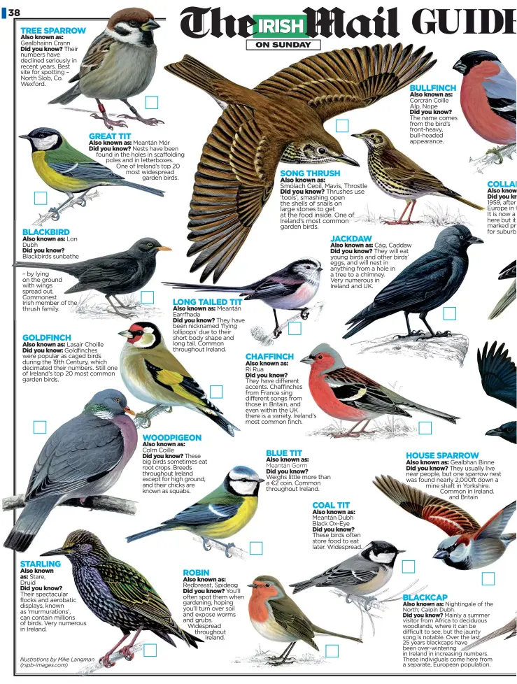  ?? Illustrati­ons by Mike Langman (rspb-images.com) ??