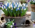  ?? ?? Muscari mix