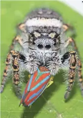  ?? DAVID E. HILL, PECKHAM SOCIETY ?? A jumping spider feeds on a redbanded leafhopper, doing its part to keep bugs in check.