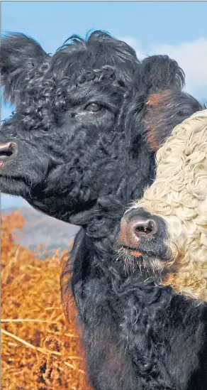  ??  ?? Riggits are varied and can be black or white Galloways