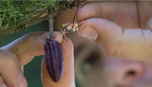  ?? Monica Quesada Cordero photos / Houston Chronicle ?? Danny Cambronero manually pollinates the flower on a cacao plant variety that is demonstrat­ing resistance to frosty pod rot.