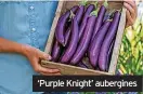  ?? ?? ‘Purple Knight’ aubergines